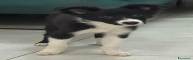 Border Collie Cucciolo 1
