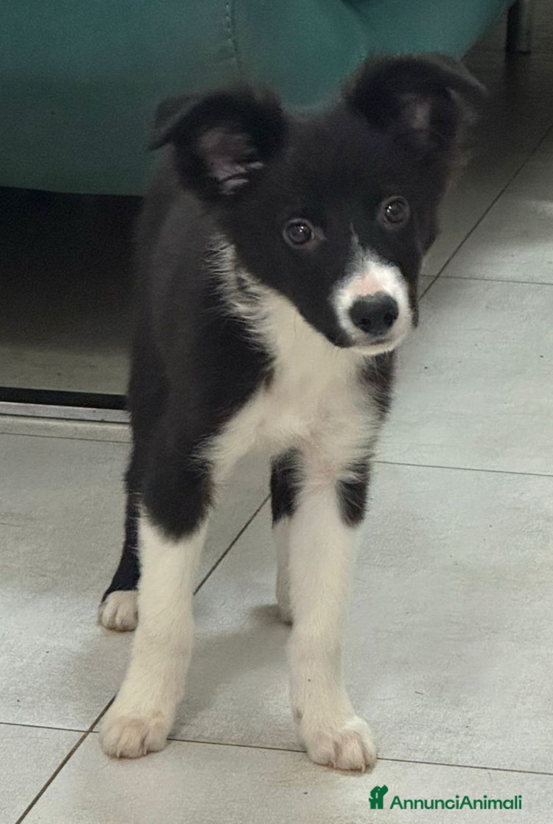 Border Collie cani in vendita: Border Collie - Annuncio 5