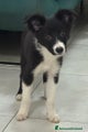 Border Collie Cucciolo 1