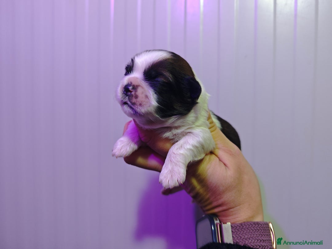 Shih Tzu cani in vendita: Cuccioli di Shih Tzu  - Annuncio 3