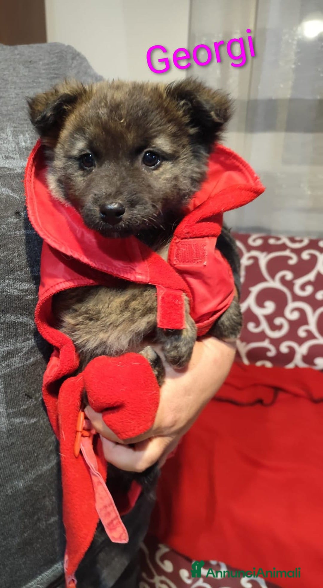 Meticcio cani in regalo: GEORGI cucciola 3 mesi taglia piccola - Annuncio 2