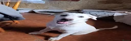 Meticcio cani in regalo: LADY 3 mesi e mezzo  a Città Metropolitana di Genova - Annuncio 6