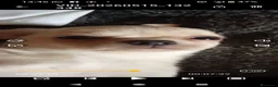 Chihuahua cani in vendita: Cuccioli di chihuahua super genealogia campioni - Annuncio 20