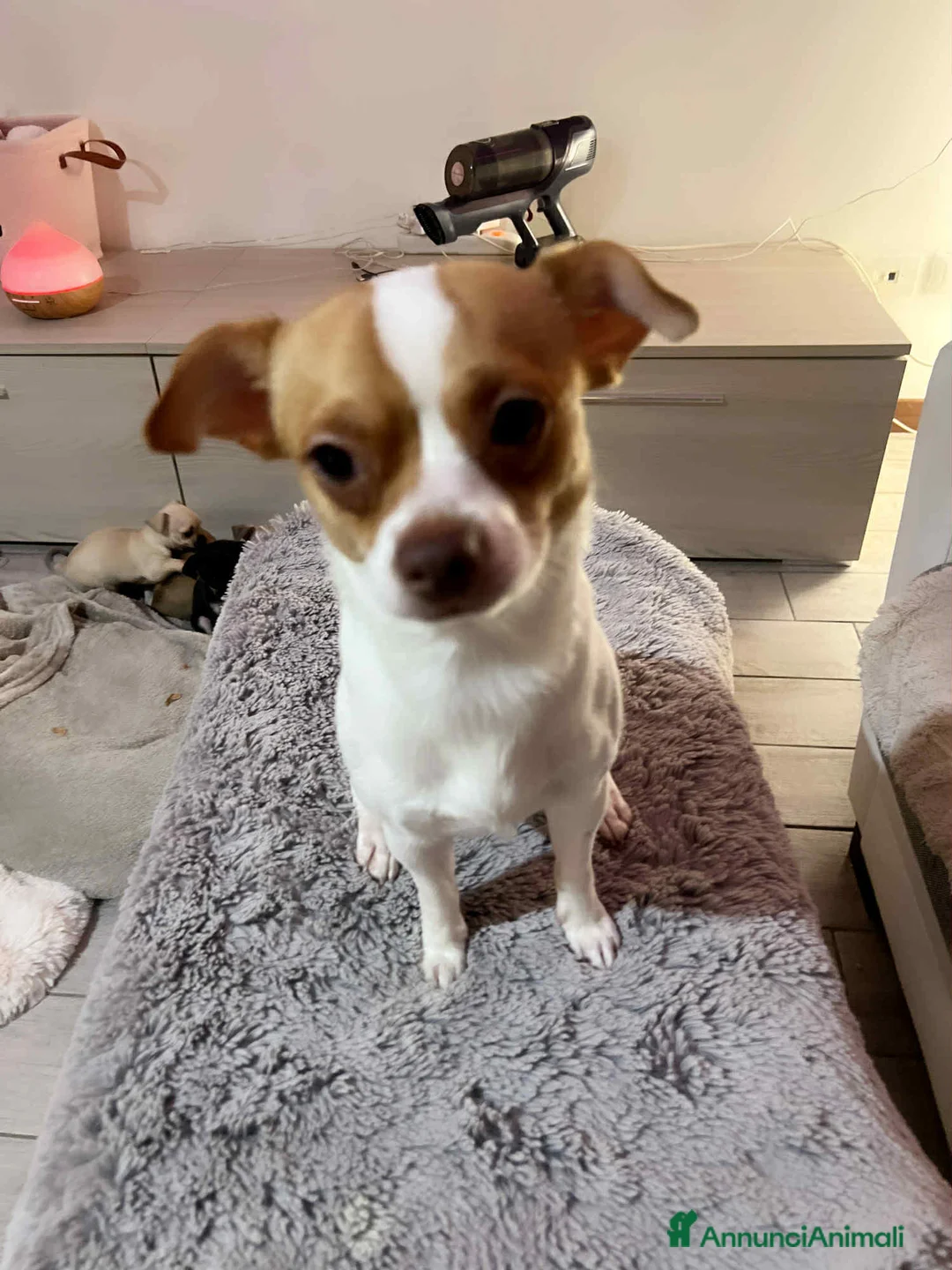 Chihuahua cani in vendita: Chihuahua  - Annuncio 3