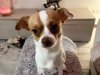 Chihuahua cani Chihuahua - Annuncio 16