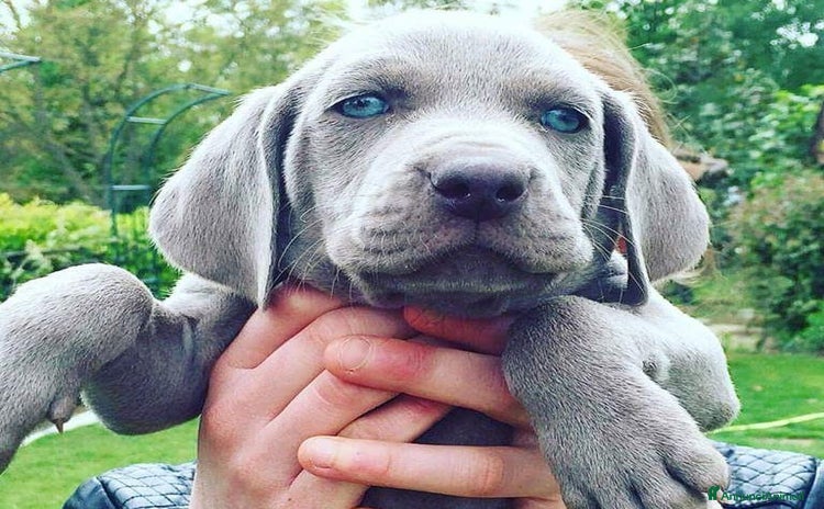 Weimaraner cani a Città Metropolitana di Torino - Annuncio 1