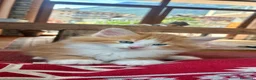 Norvegese gatti in vendita: cucciolo norvegese delle foreste - Annuncio 3