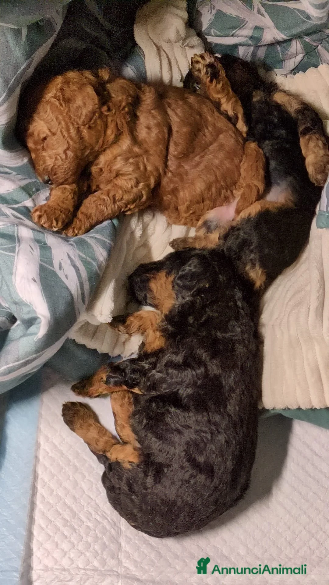 Barbone cani in vendita: Barboni nani - Annuncio 2