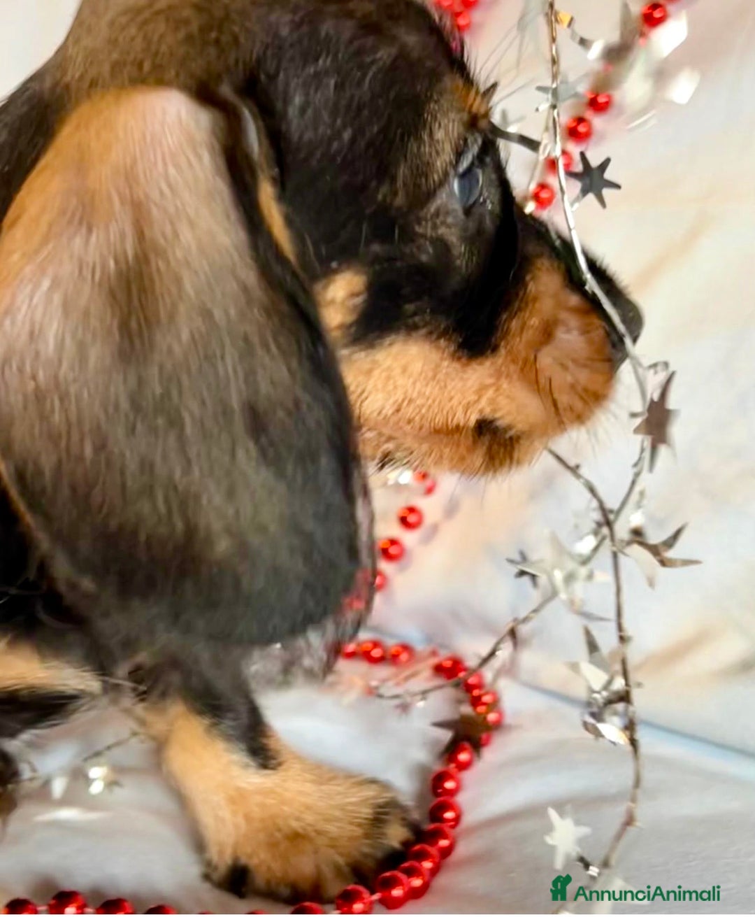 Bassotto cani in vendita: Cuccioli di Bassotto pelo duro con Pedigree Enci - Annuncio 26