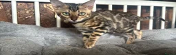 Bengala gatti in vendita: Bengal cucciola da riproduzione (Normandie) - Annuncio 13
