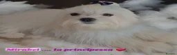 Maltese cani in vendita: Piccoli maltesi cercano la loro famiglia - Annuncio 10