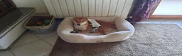 Shiba Inu cani in regalo: REGALO questo SHBA INU - Annuncio 4