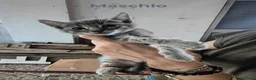 Meticcio gatti in regalo: Sono 6 hanno 3 mesi, belli! Dolci - Annuncio 7