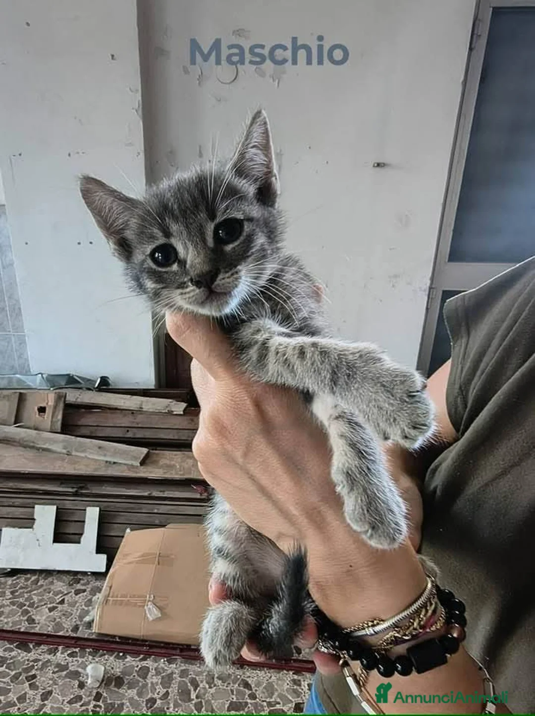 Meticcio gatti in regalo: Sono 6 hanno 3 mesi, belli! Dolci - Annuncio 7