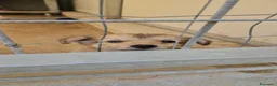 Meticcio cani in regalo: Mughetto, Ciclamino e Tiglio: maschietti 3 mesi - Annuncio 14
