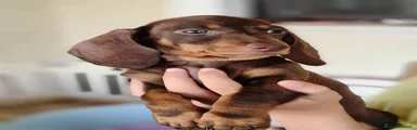 Bassotto 1