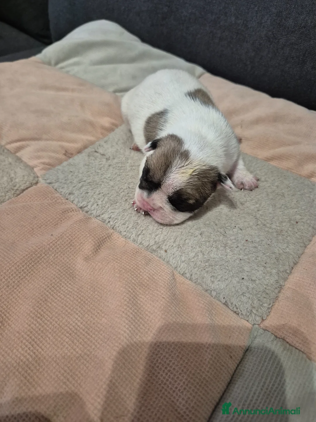 Bulldog Francese cani in vendita: Bulldog francese  - Annuncio 9