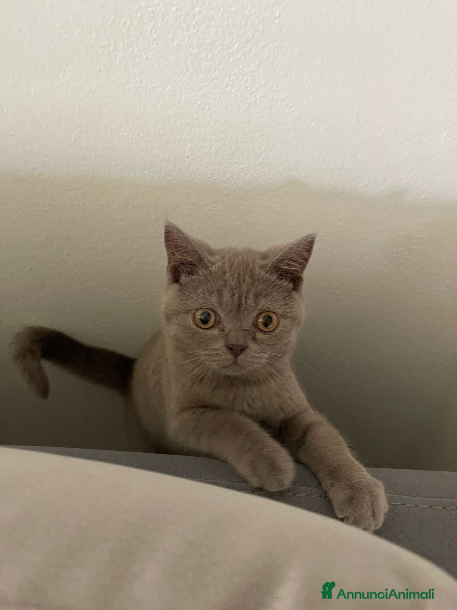 British gatti Maschietto british shorthair  - Annuncio 9
