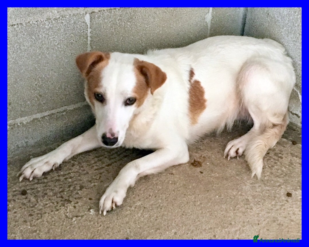 Meticcio cani in regalo: GIORGINA dagli occhi dolci e tristi - Annuncio 3