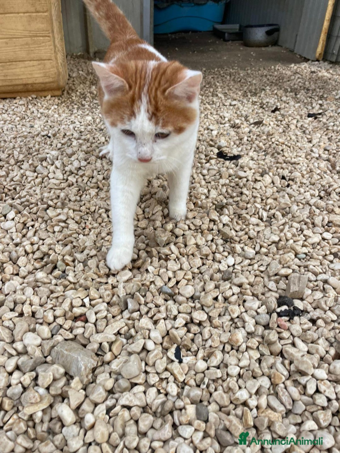 Meticcio gatti in regalo: DOLCISSIMO GATTINO : POOH - Annuncio 4