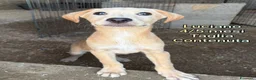 Meticcio cani in regalo: CUCCIOLI SOLI ED ESCLUSI  a Città Metropolitana di Genova - Annuncio 9