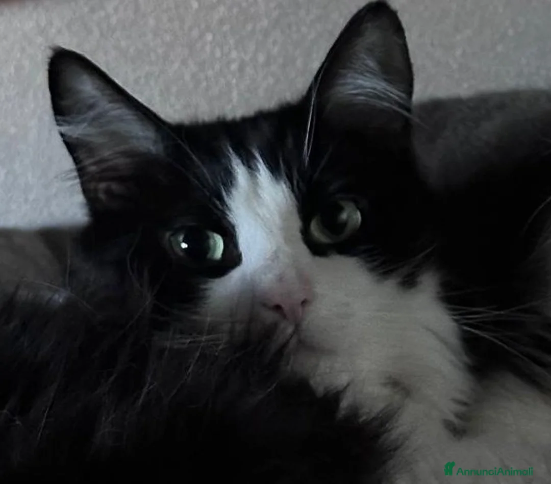 Europeo gatti in regalo: WEINE e UANA, dolci gatti in adozione! - Annuncio 5