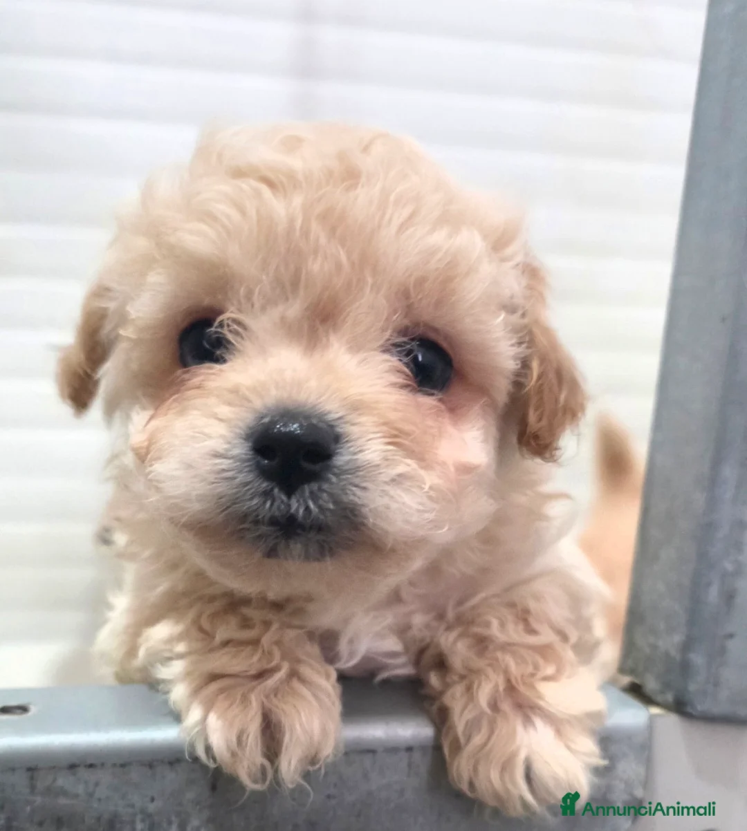 Maltipoo cani in vendita: Maltipoo  - Annuncio 5