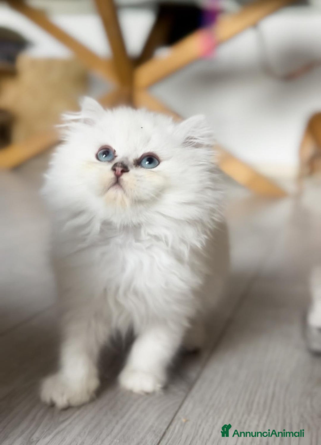 British gatti in vendita:  🩵Cuccioli British Longhair disponibili 🩵 - Annuncio 9