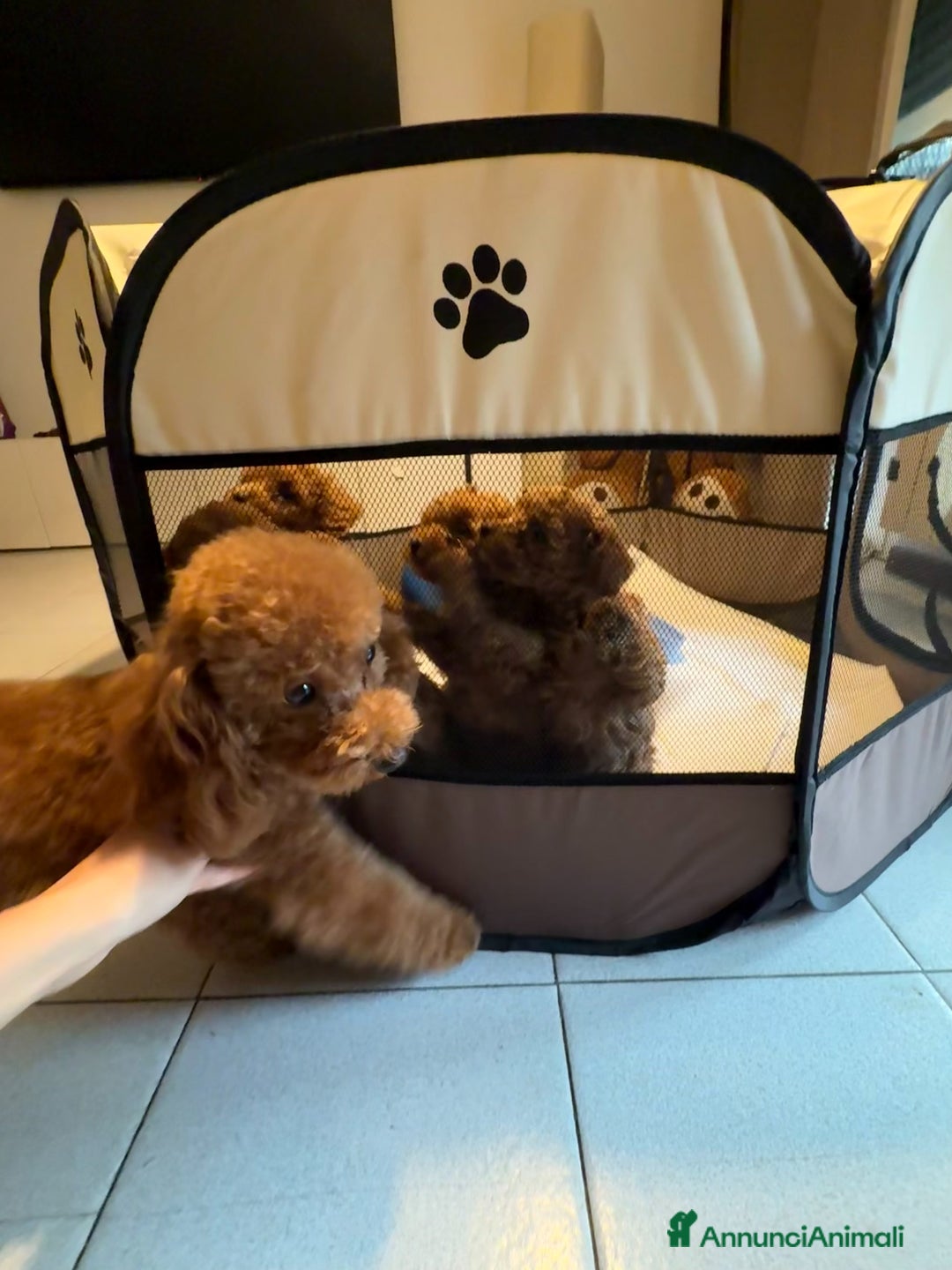 Barboncino Toy cani in vendita: Cuccioli barboncino toy e mini toy red - Annuncio 6