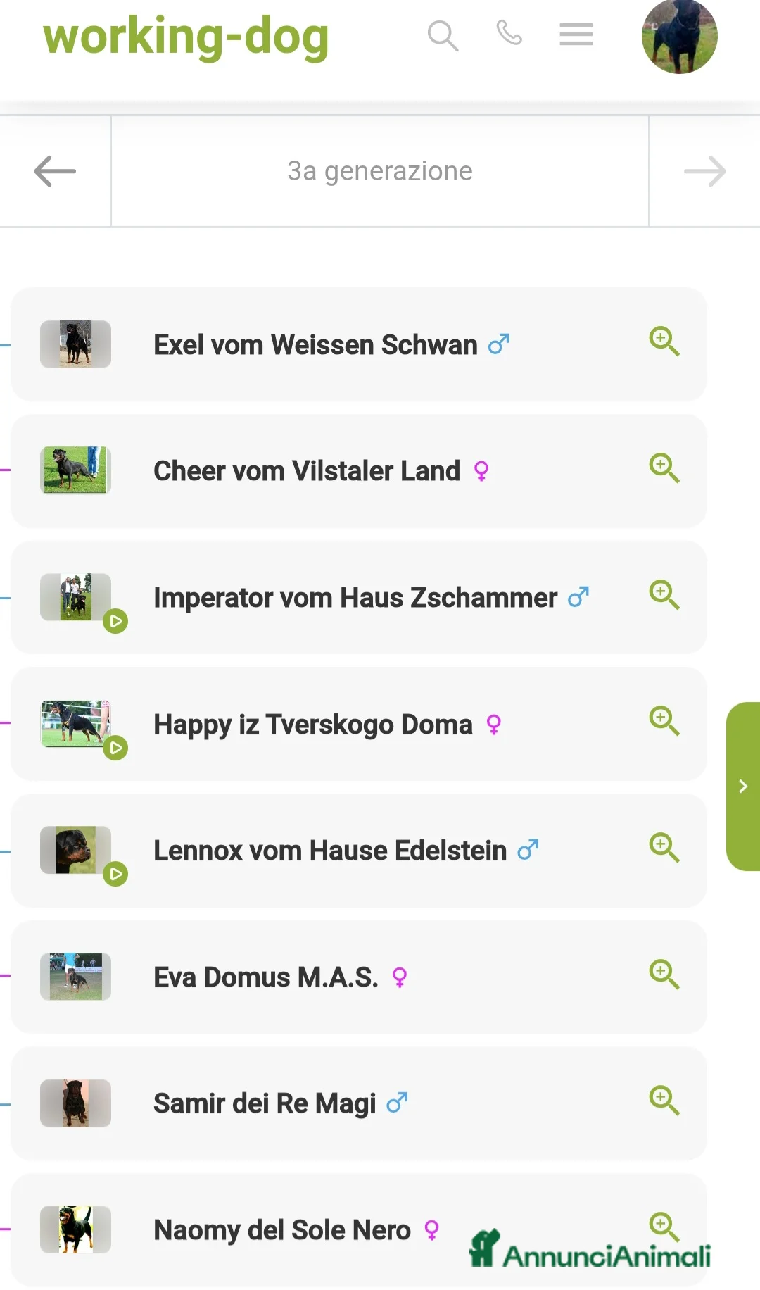 Rottweiler cani per accoppiamento: Rottweiler - Annuncio 19