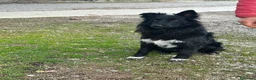 Meticcio cani in regalo: Haky simil border collie  - Annuncio 6