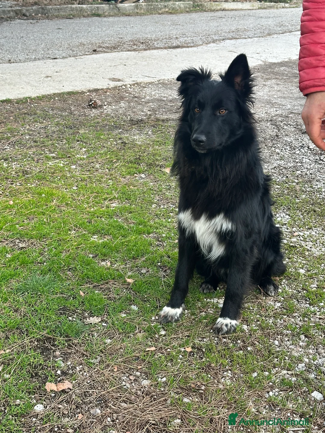 Meticcio cani in regalo: Haky simil border collie  - Annuncio 6