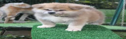 Akita Inu cani in vendita: CUCCIOLI DI AKITA DA ALLEVAMENTO ENCI - Annuncio 1
