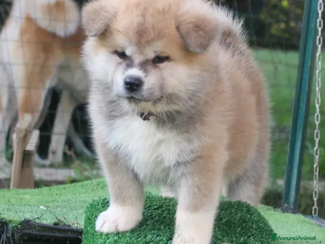 Akita Inu cani in vendita: CUCCIOLI DI AKITA DA ALLEVAMENTO ENCI - Annuncio 15