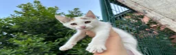 Meticcio gatti in regalo: Regalo micette di 3 mesi a Provincia di Cuneo - Annuncio 6