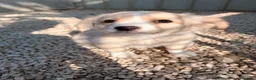 Meticcio cani in regalo: NINA E MIA - Annuncio 6