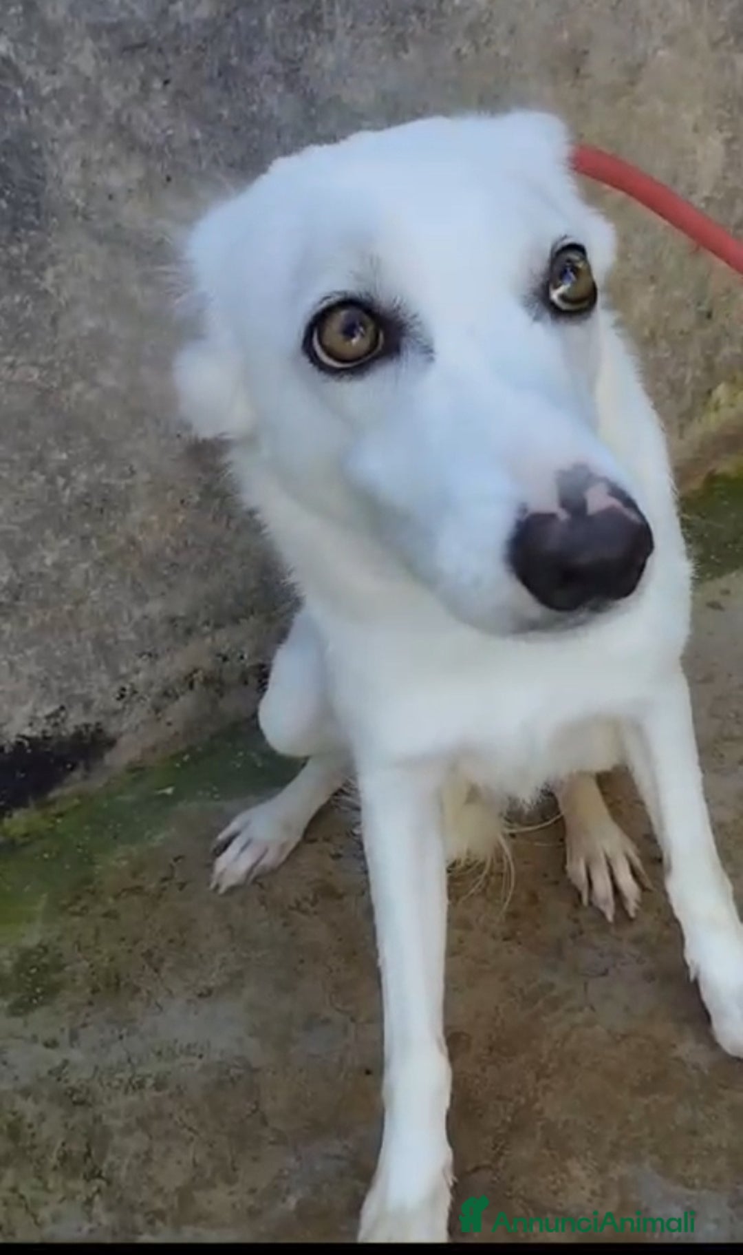 Meticcio cani in regalo: Bianca e grandi occhioni..torna in strada!PALERM0 a Città metropolitana di Milano - Annuncio 3