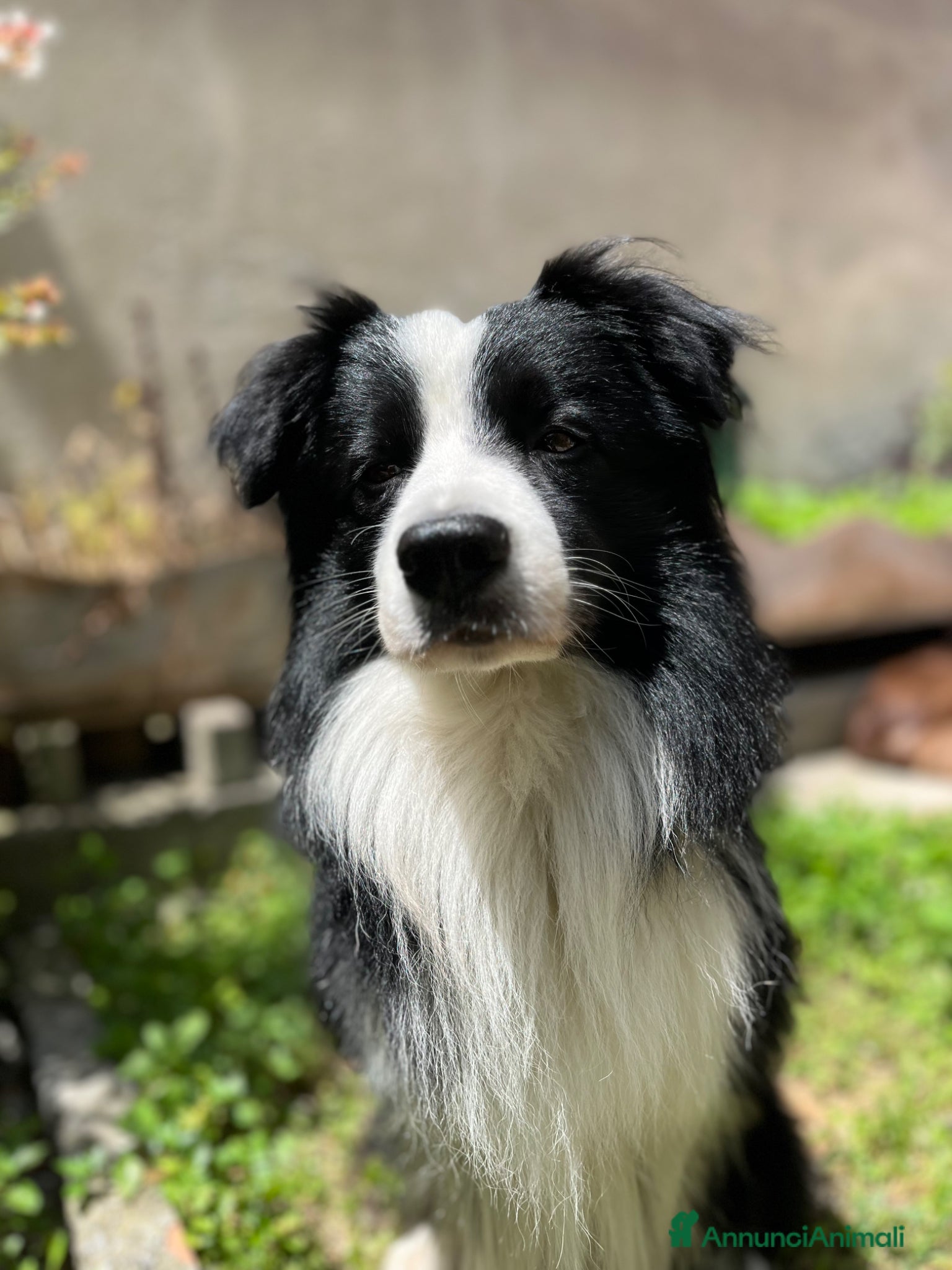 Border Collie cani Maschio disponibile per monte - Annuncio 9