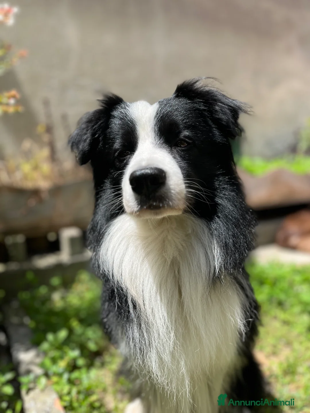 Border Collie cani per accoppiamento: Maschio disponibile per monte - Annuncio 1
