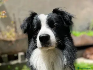 Border Collie cani Maschio disponibile per monte - Annuncio 9