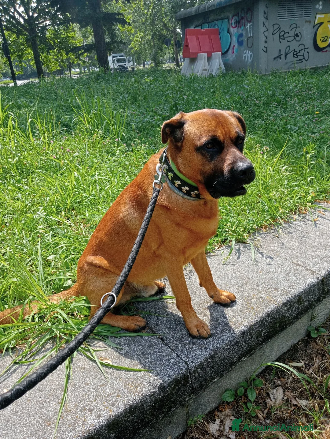 Meticcio cani per accoppiamento: Maschio per accoppiamento  - Annuncio 2