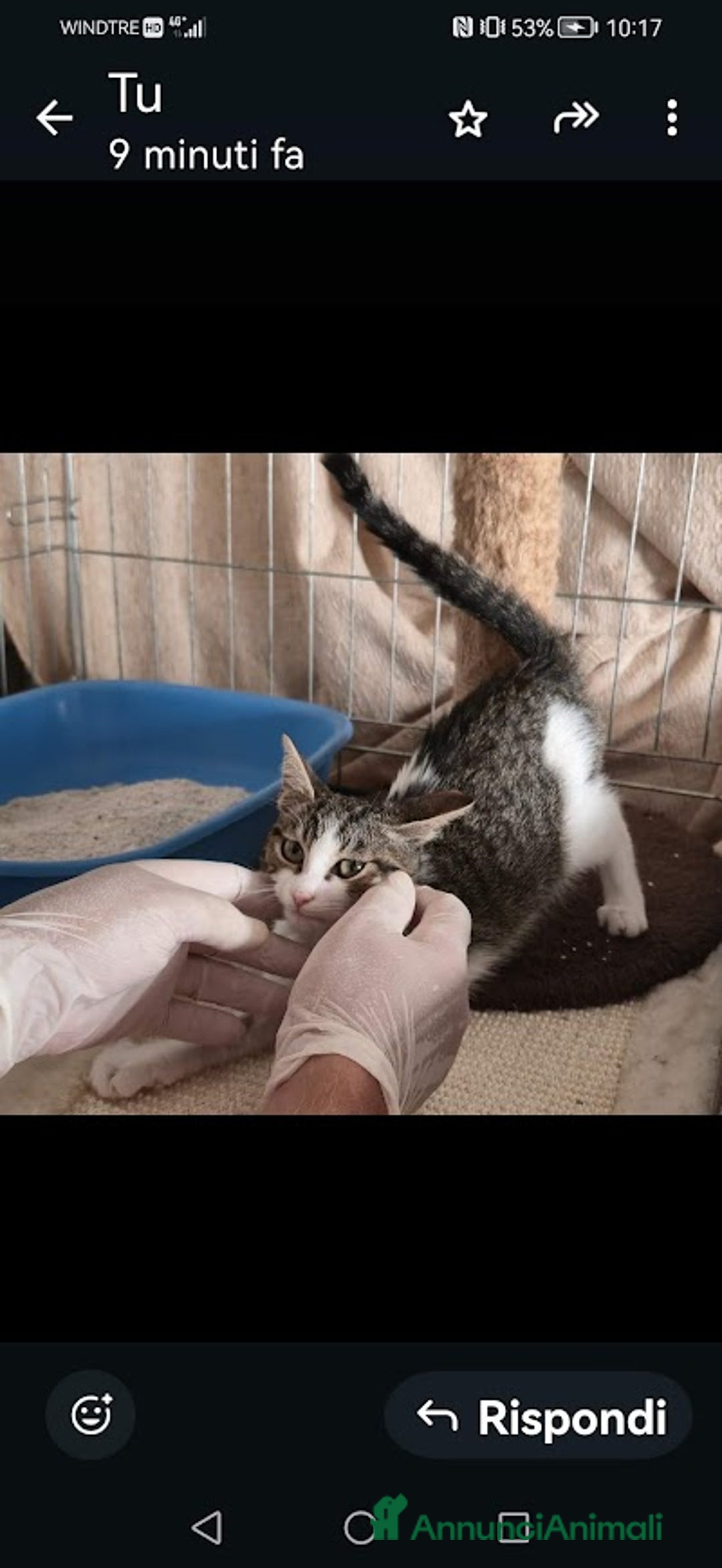 Europeo gatti in regalo: PICCOLO CONNOR 5 MESI DI DOLCEZZA - Annuncio 10