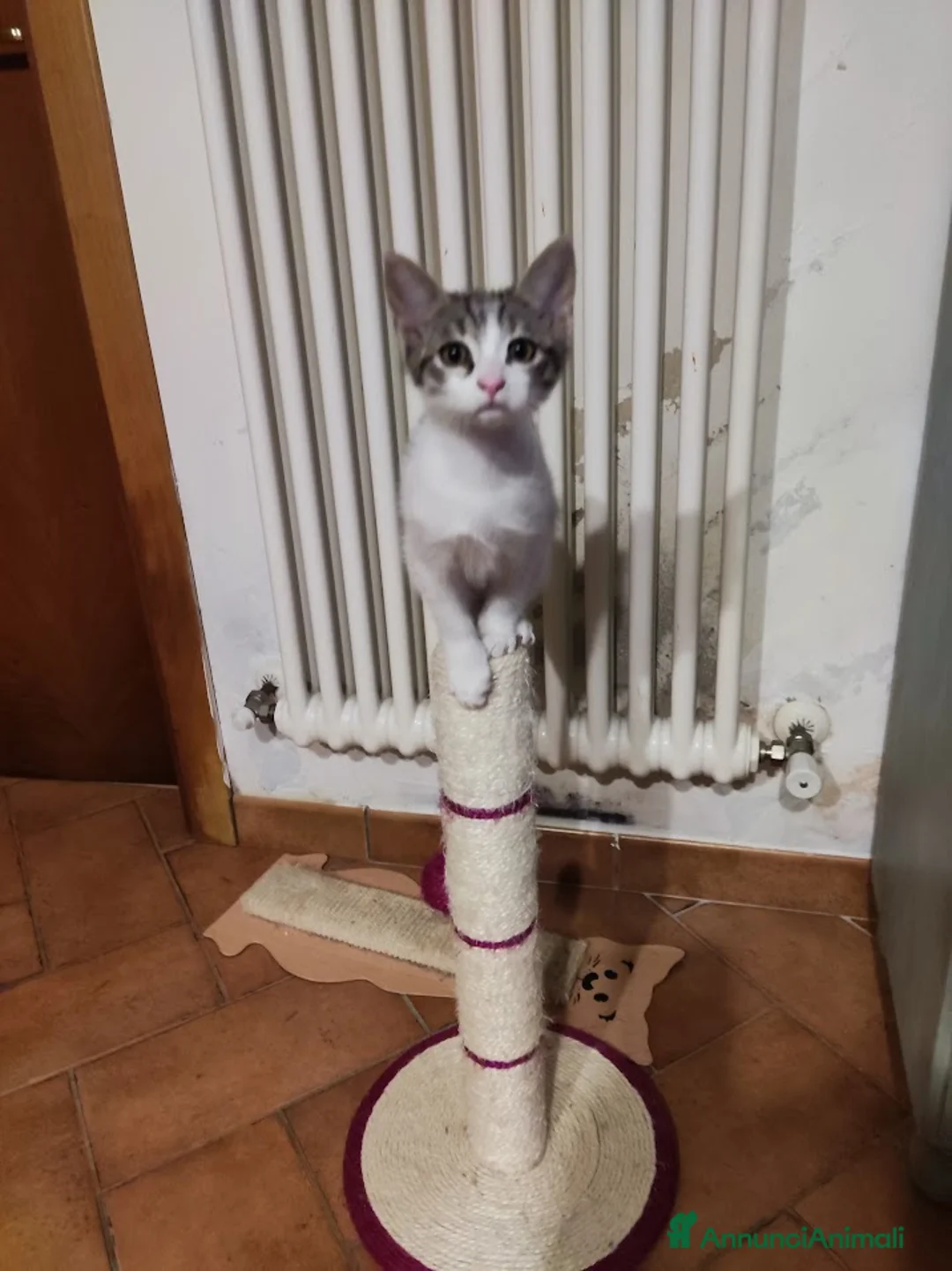 Meticcio gatti in regalo: MICETTA CERCA CASA - Annuncio 5