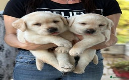 Labrador cani in vendita: Cuccioli Labrador  a Provincia di Perugia - Immagine 1