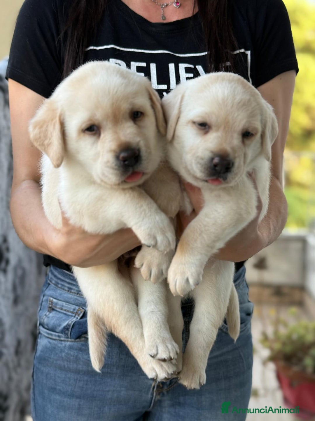 Labrador cani in vendita: Cuccioli Labrador  a Provincia di Perugia - Immagine 1
