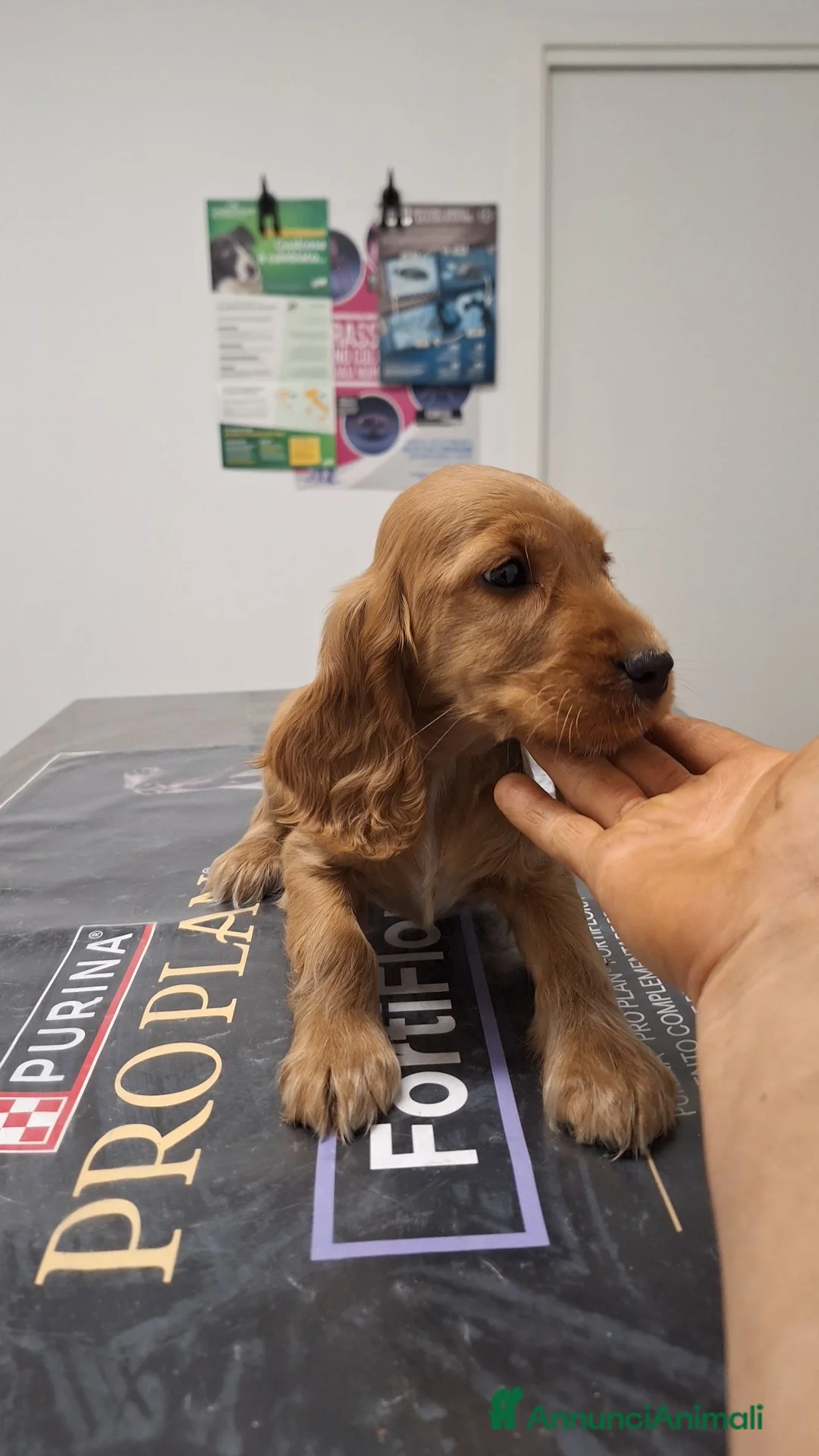 Cocker cani in vendita: Meravigliosi cuccioli di cocker  - Annuncio 2