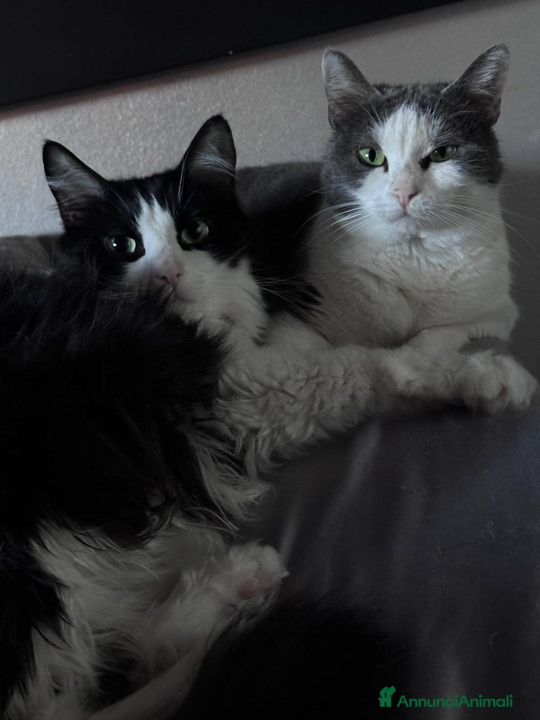 Europeo gatti in regalo: Teneri gatti in adozione, WEINE e UANA! - Annuncio 4