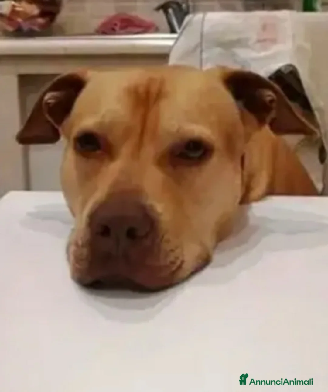 Pitbull cani in regalo: Pitbull adulta salita e tornata a Napoli in canile a Città metropolitana di Milano - Annuncio 5