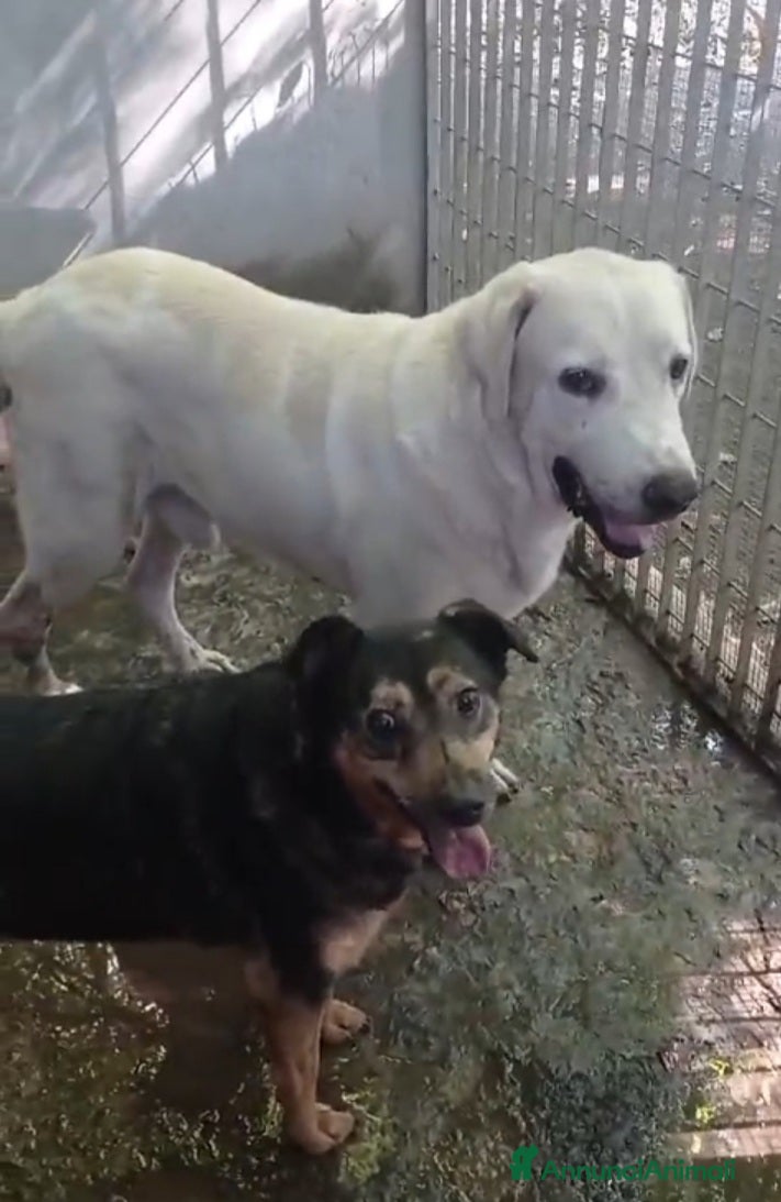 Labrador cani Labrador puro SOS MIRACOLO DI ADOZIONE X ARGO.NAP a Città metropolitana di Milano - Annuncio 2