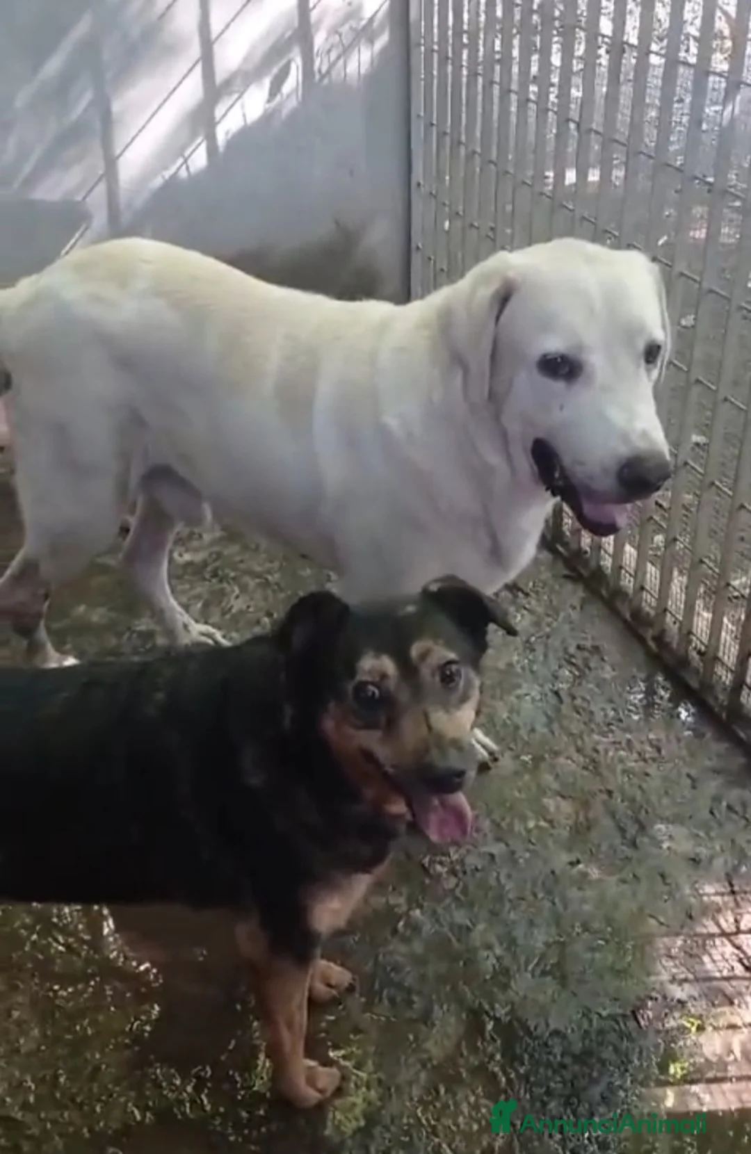 Labrador cani in regalo: Labrador puro SOS MIRACOLO DI ADOZIONE X ARGO.NAP a Città metropolitana di Milano - Annuncio 2